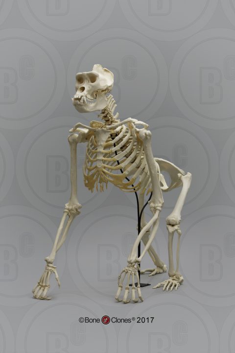 Gorilla Skelet