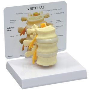 Basic vertebrae + info kaart
