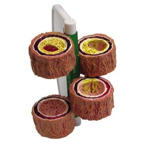 4-delig Arteriemodel + infokaart