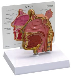 Sinus (schedelholte)