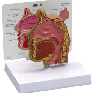 Sinus (schedelholte)