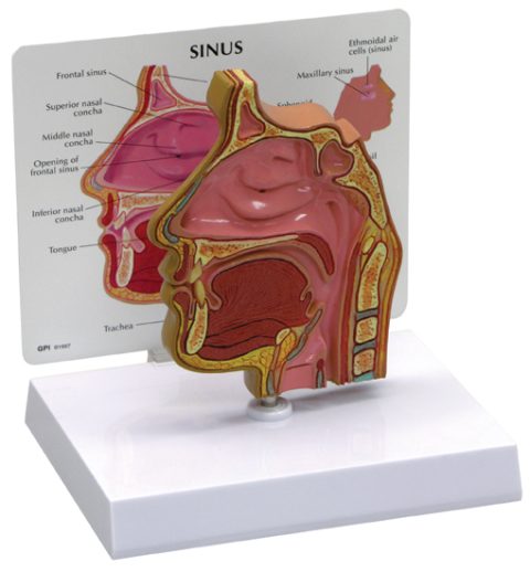 Sinus (schedelholte)