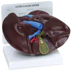 Lever en Galblaas