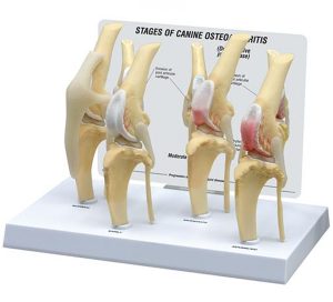 Hondenknie 4 stadia Osteoarthritis