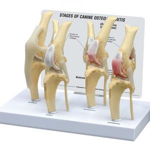 Hondenknie 4 stadia Osteoarthritis