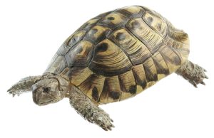 Griekse landschildpad Model