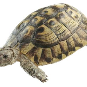 Griekse landschildpad Model