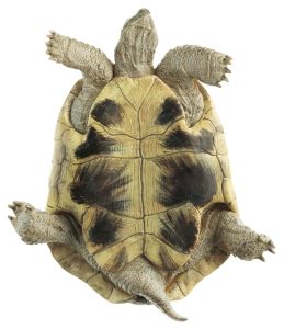 Griekse landschildpad Model