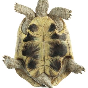 Griekse landschildpad Model