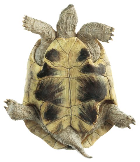 Griekse landschildpad Model