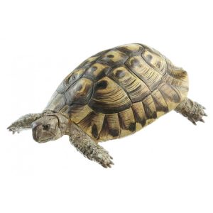 Schildpad
