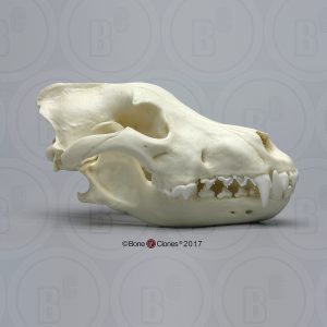 Grijze Wolf Schedelmodel
