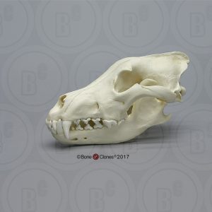 Grijze Wolf Schedelmodel