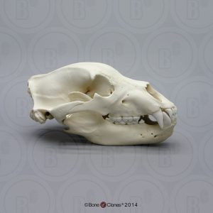 Grizzlybeer Schedelmodel