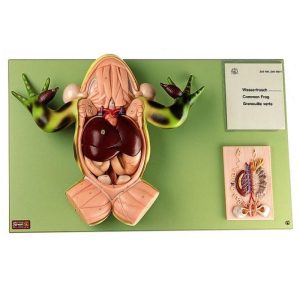 Groene Kikker Model