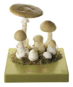 Groene Knolamaniet Model