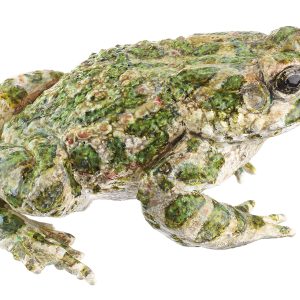 Groene Pad Model