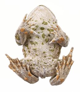Groene Pad Model