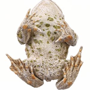 Groene Pad Model