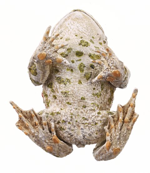 Groene Pad Model