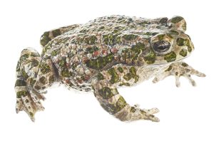 Groene Pad Model