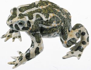 Groene Pad Model