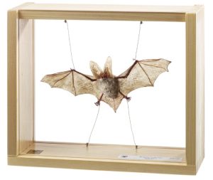Grootoorvleermuis Model