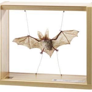 Grootoorvleermuis Model