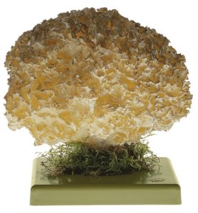 Grote Sponszwam Model