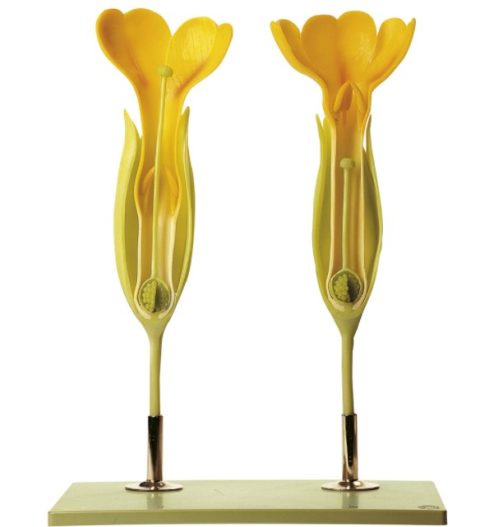 Gulden Sleutelbloem Model
