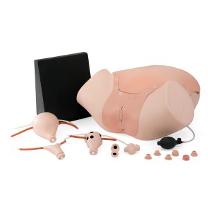 Gynaecologie Modellen Set