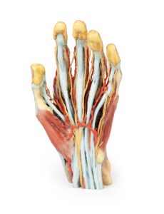Hand, 3D Print