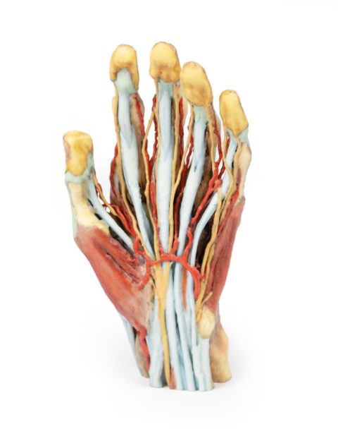 Hand, 3D Print