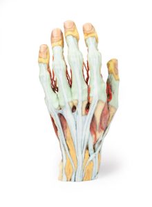 Hand, 3D Print