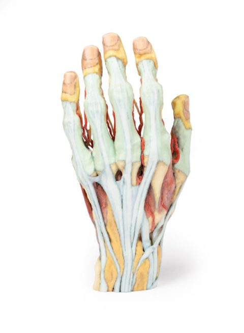 Hand, 3D Print