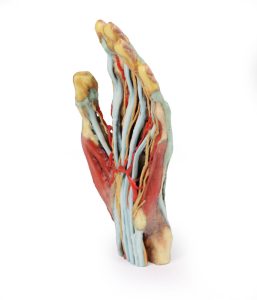 Hand, 3D Print