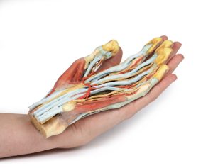 Hand, 3D Print