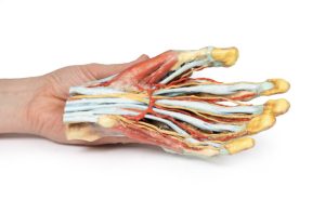 Hand, 3D Print