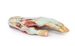 Hand, 3D Print