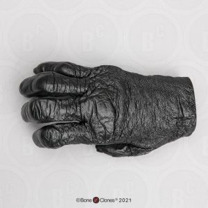 Hand Bonobo Model