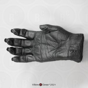 Hand Chimpansee Model