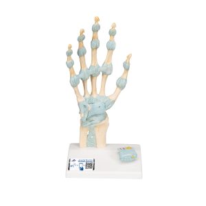 Hand met gewrichtsbanden & Carpale tunnel