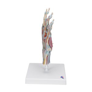 Hand met gewrichtsbanden & spieren