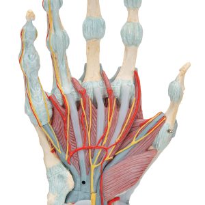Hand met gewrichtsbanden & spieren