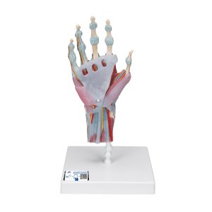 Hand met gewrichtsbanden & spieren
