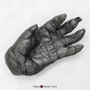 Hand Gorilla Model