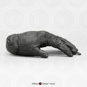 Hand Gorilla Model