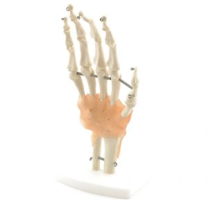 Handskelet Model met Ligamenten