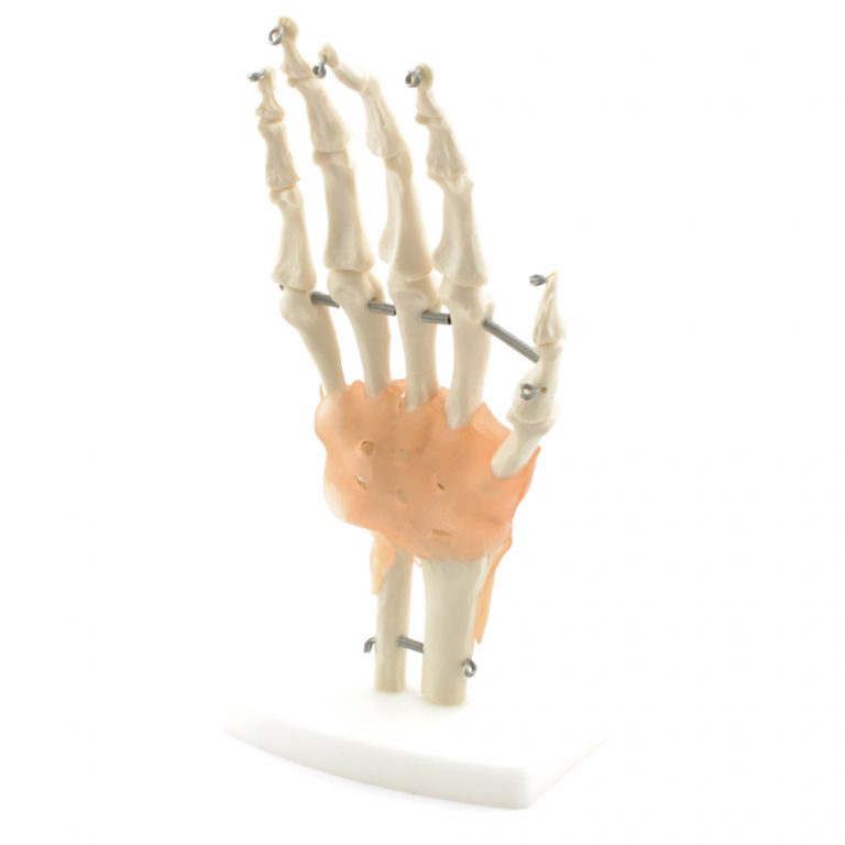 Handskelet Model met Ligamenten