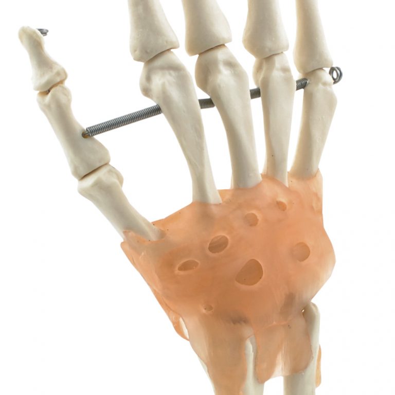 Handskelet Model met Ligamenten